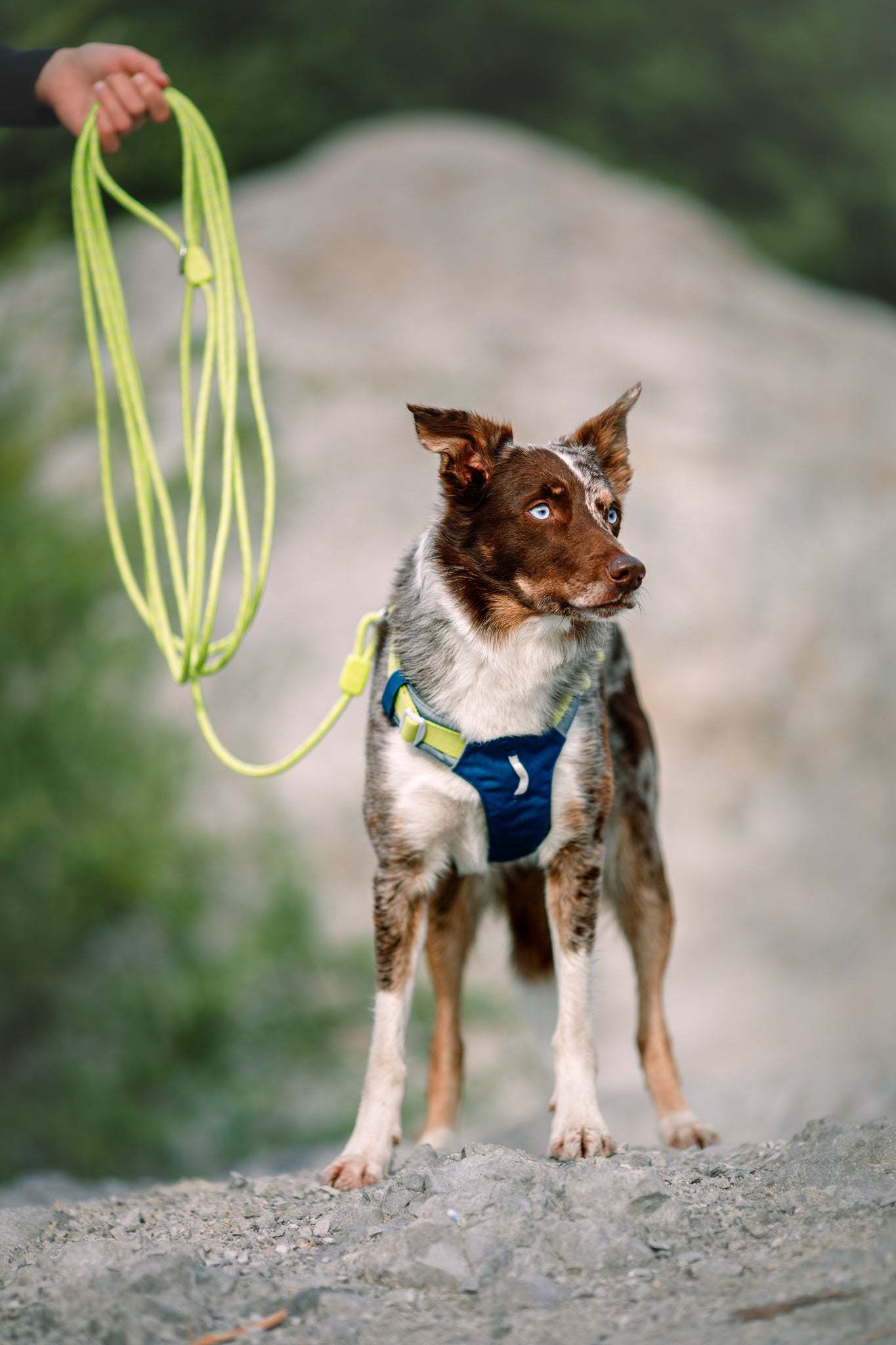 Long Rope Leash Lime