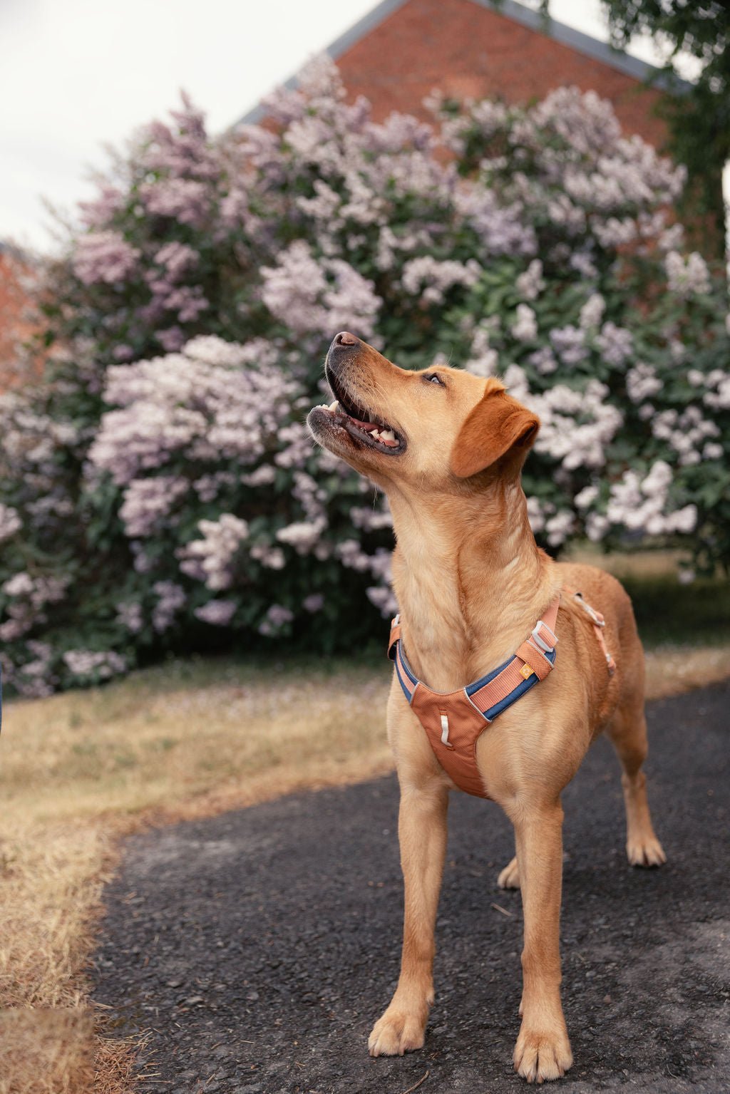 Alpha 360 Harness Golden Hour
