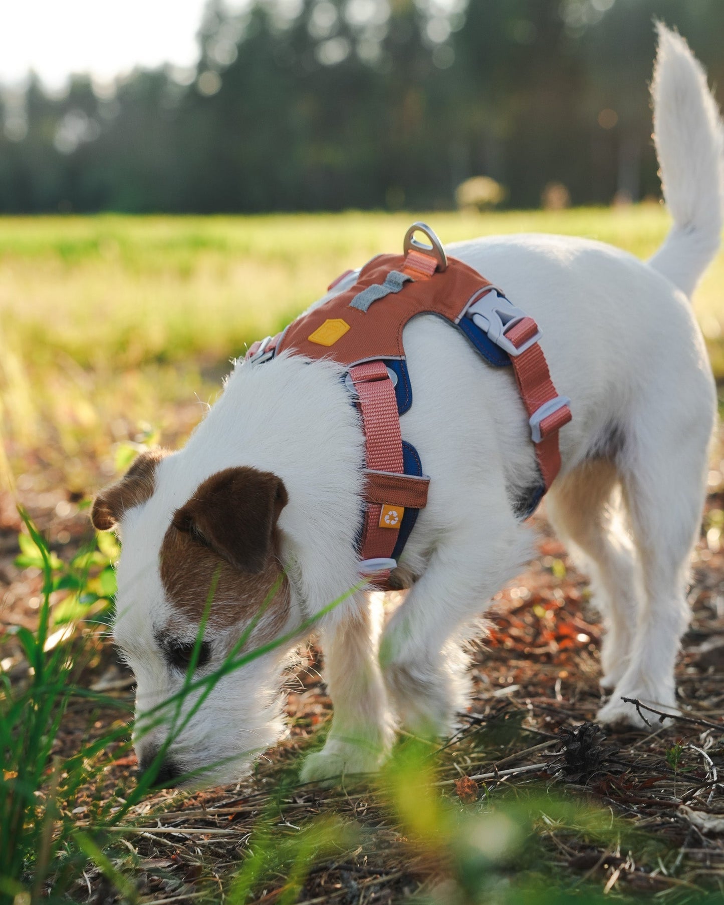 Alpha 360 Harness Golden Hour