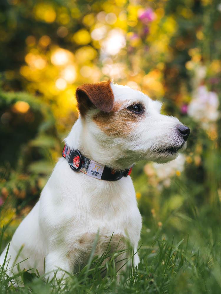 Wild Rose Collar